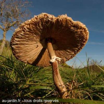 Champignon hallucinant