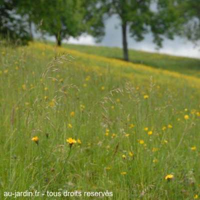 Les Varvats en Chartreuse