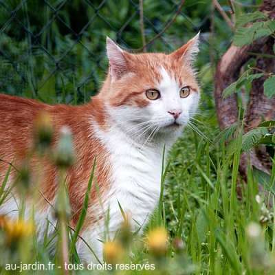 Chat d'Aix les Bains