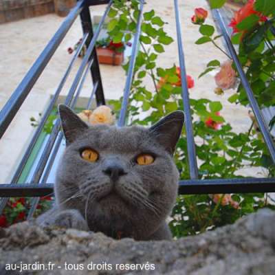 Chat gris de Chanaz