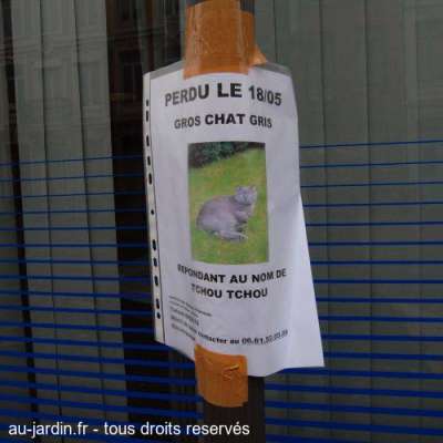 Chat minot perdu