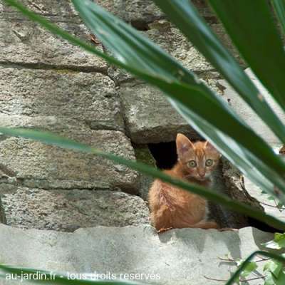 Chaton dans le parc Montjuïc à Barcelone