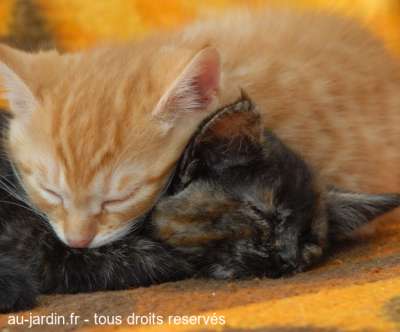 Pirouette, Cacahouete et Michoco
