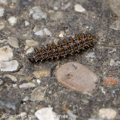 Chenille sur asphalte