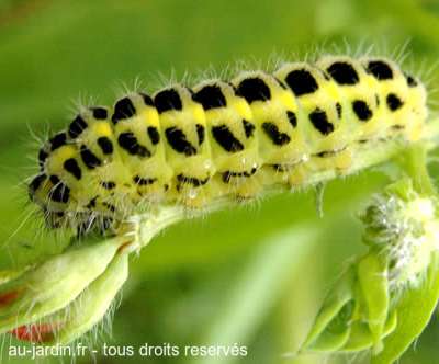 Chenille jaune