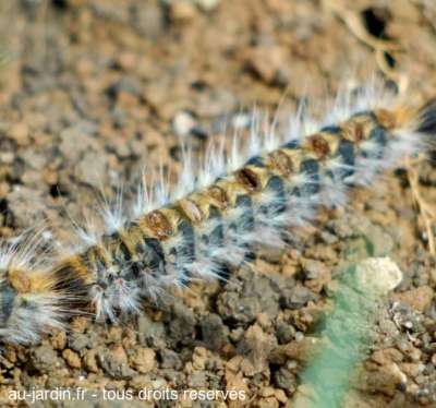 Balade de printemps des Chenilles processionnaires du pin
