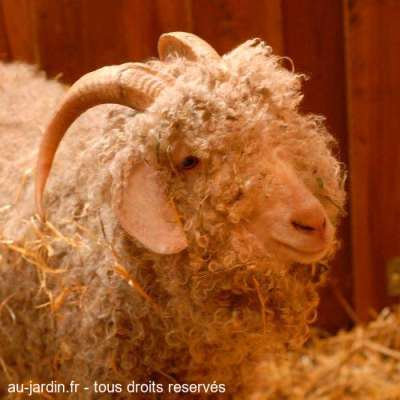 Chèvre angora