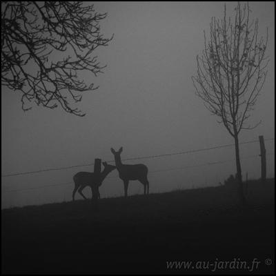 Chevreuils dans le brouillard de Bourgogne