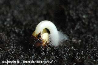 Si les enfants naissent dans les choux où naissent les choux ?
