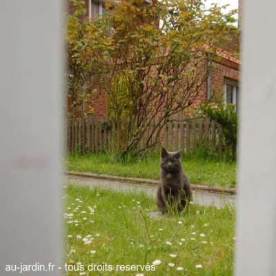 chti chat