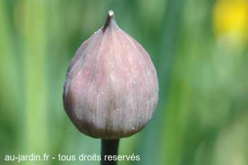 Bouton de ciboulette