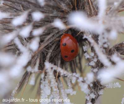 Coccinelle au frais