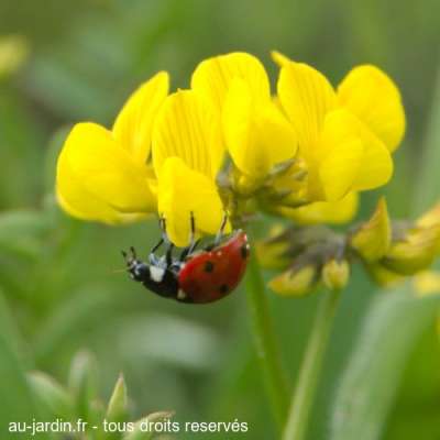 coccinelle floue