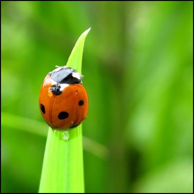 Coccinelle humide
