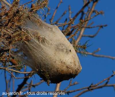 Ca peuple les arbres du coin au pied du Tanargue