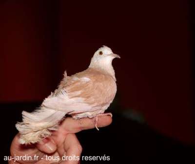 Colombe de magicien