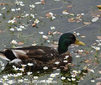 Canard colvert