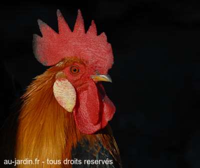 Petit coq ardèchois