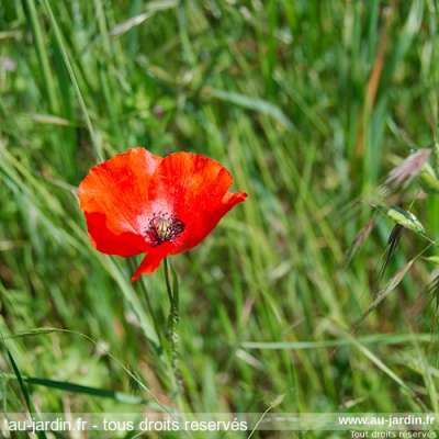 Coquelicot de mai