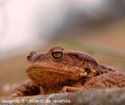 Crapaud de passage