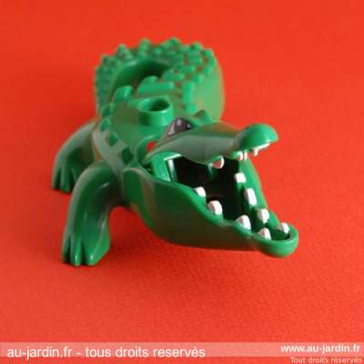 Le crocodile de Roméo