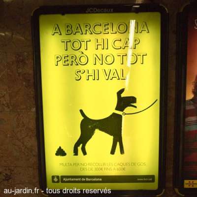 La crotte de chien la plus chère du monde