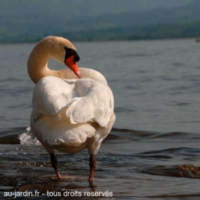 Cygne au Lac du Bourget