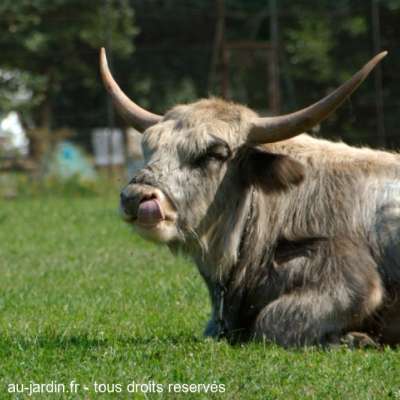 Vache de cirque