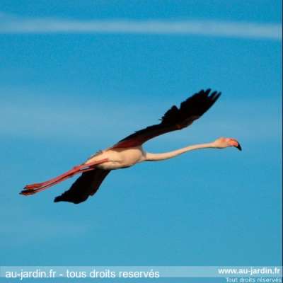 L'envol du Flamant rose