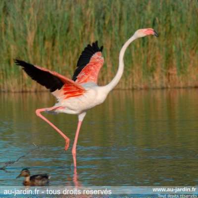 Flamant rose qui voit rouge
