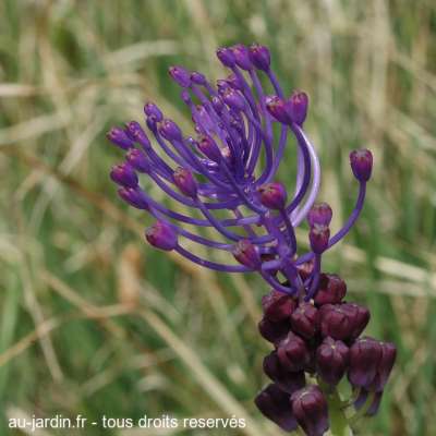 Fleur en bordure de Calanche