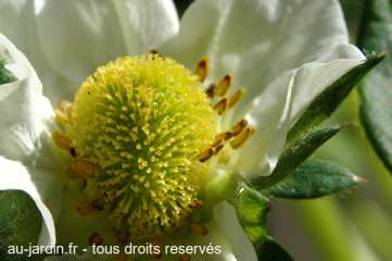 Fleur de fraisier.
