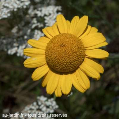 Fleur au pied de la maternité.