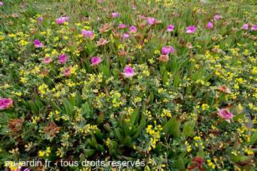 Le maquis corse en fleur