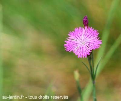 Fleurs d'auvergne
