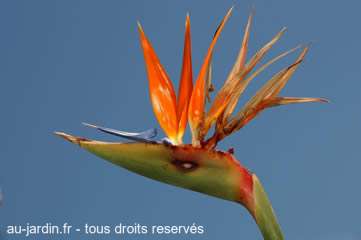 Oiseau de paradis