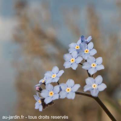 petite fleur de printemps sur fond de platane