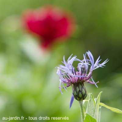 Fleur sur fond de pivoine