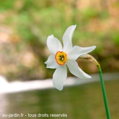 Jonquille en Ardèche
