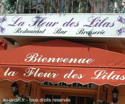 Fleur de lilas