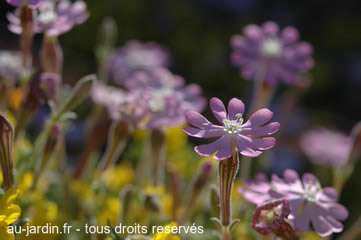Jaunes et violets, rien de sanguinaire.