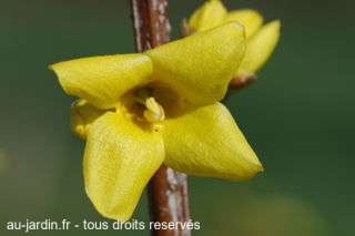 Le forcicia en force