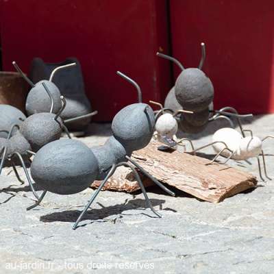 Fourmis géantes des Vans