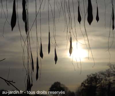 Fruits de glycine