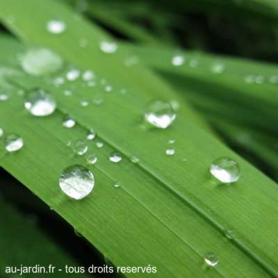 Gouttes d'eau