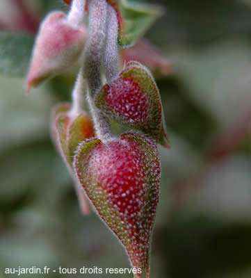 jolies bourgeons