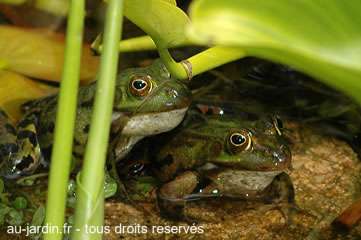 Grenouilles