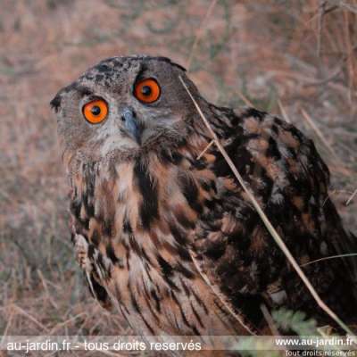 Hibou Grand Duc blessé mais vivant.