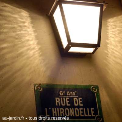 Hirondelle éclairée