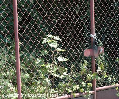 Paris ,les jardins emprisonnés
